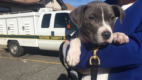 gaston county animal care and enforcement photos|gaston county animal control adoption.